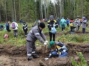 «РН-Няганьнефтегаз» высадил более 280 тысяч саженцев хвойных деревьев в 2020 году