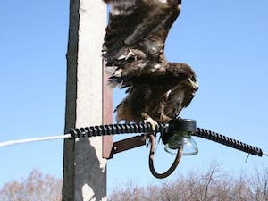 «Россети Московский регион» оснащают воздушные ЛЭП птицезащитными устройствами