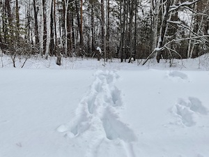 НКНП передала фотоловушки в национальный парк «Бузулукский бор»