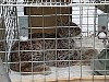 Сотрудники «Башкирэнерго» спасли рысь в Уфе