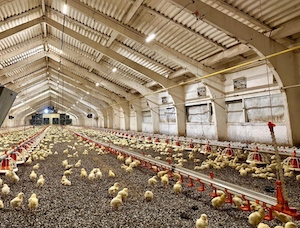 В Адыгея подключена к газоснабжению птицефабрика в ауле Джерокай Шовгеновского района