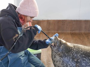 «Восточный Порт» помогает следить за здоровьем тюленей и белух