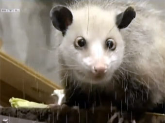 Косоглазый опоссум Хайди напророчила 