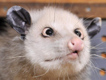 Опоссум-предсказатель Хайди ошибся с главным 