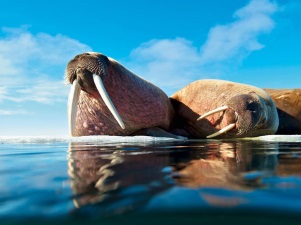 «Газпром нефть шельф» профинансировала программу наблюдения за атлантическим моржом
