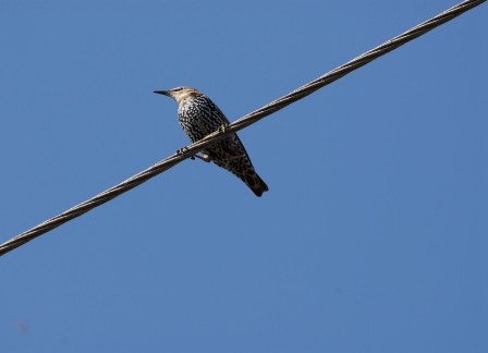 На подмогу орнитологам:  «Нижновэнерго»  установит  3 300 птицезащитных устройств