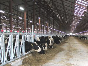 МОЭСК выдала 2400 кВт запрошенной мощности крупнейшему в России инвестиционному проекту по производству молока