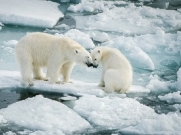 «Роснефть» выделяет средства на исследования популяции белых медведей