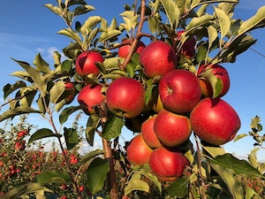 Эх, яблочко: «Липецкэнерго» обеспечило мощностью насосные станции яблоневых садов