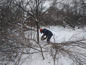 «Приморские электрические сети» на 20% увеличат объем расчистки просек ЛЭП