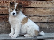 Кинологи при поддержке ВСНК спасли исчезающую породу лайки