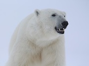 «Роснефть» 10 лет опекает белых медведей