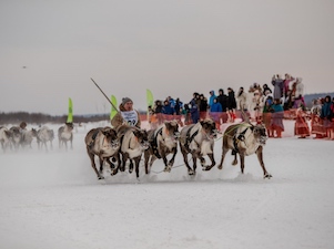 А олени — лучше!