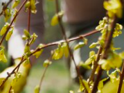 «МОЭК» в 2023 году высадила 6 тысяч деревьев и кустарников