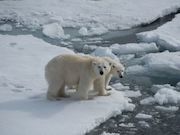 Дни белого медведя начнутся во вторник в павильоне «Роснефти» на ВДНХ