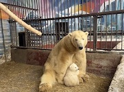 В Пермском зоопарке родился белый медвежонок