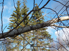 Незаконная вырубка деревьев привела к отключению ЛЭП в Орловской области