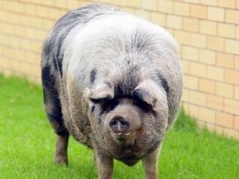 Новая услуга в австралийских клиниках – пластика «рыла» для хряков