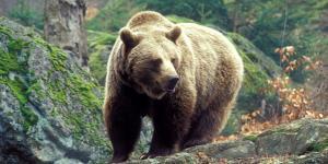 Хозяин леса