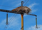 Энергетики «Кузбассэнерго – РЭС» установят птицезащитные устройства