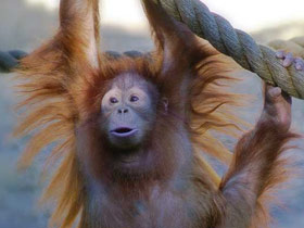 В Гвинее-Бисау запретили охоту на человекообразных обезьян