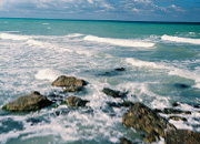 WWF России набрал необходимые 100 тысяч подписей за закон в защиту морей от нефтяных загрязнений