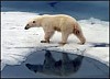 WWF России предлагает ввести мораторий на добычу нефти в Арктике