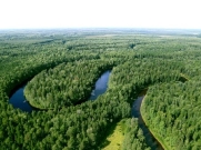 «Роснефть» в 2018 году высадила миллион саженцев