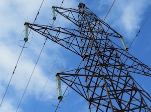 На птичьих правах