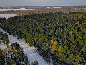 «Транснефть - Западная Сибирь» восстанавливает лесной фонд в сибирских регионах