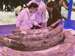 На Кедровском угольном разрезе найдены кости древних животных