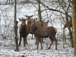 Первая на Ставрополье оленья ферма получила 150 кВ мощности
