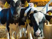 «Пермэнерго» выдало 400 кВт мощности крупному агропромышленному проекту в Верещагинском городском округе