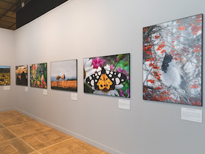 На фестивале «Первозданная Россия» представлены работы воспитанников проекта «В объятиях природы»