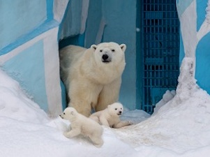В Новосибирском зоопарке белые медвежата впервые вышли на прогулку