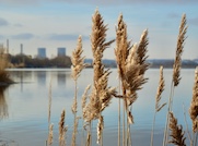 Школьники из Курчатова представили более 150 работ на конкурс «Территория успеха: в объятиях природы»