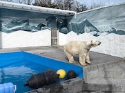 При поддержке «Роснефти» в зоопарке Ростова-на-Дону отремонтирован вольер белого медведя