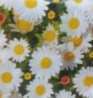 Поздравляем с 8 Марта! С днем Весны и Женственности!