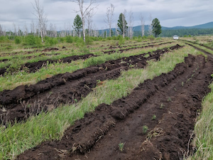 Леса вместо карьеров: Эн+ восстановил в Сибири территорию размером с 5000 футбольных полей