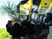 «Роснефть» за пять лет высадила 46 млн деревьев