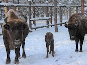«Транснефть – Верхняя Волга» и национальный парк «Мещера» подвели итоги мониторинга популяции европейского зубра