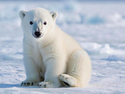 У опекаемых «Роснефтью» белых медведей в зоопарке Новосибирска родился детеныш