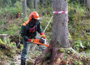 Энергетики переквалифицировались в лесорубов