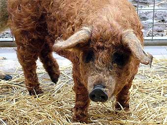 Кудрявая свинья ушла из-под молотка