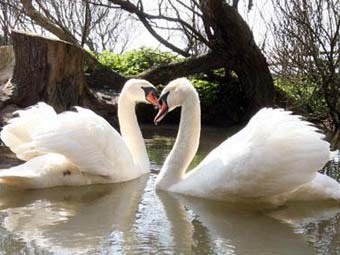 В британском заповеднике поселились гомосексуальные лебеди