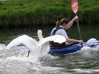 Британские гребцы попросили королеву разрешить убийство агрессивного лебедя