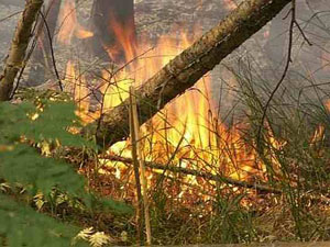 Энергообъекты Приморья защищают от пожаров