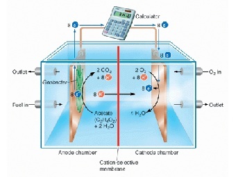 ВМС США создадут микробные топливные ячейки