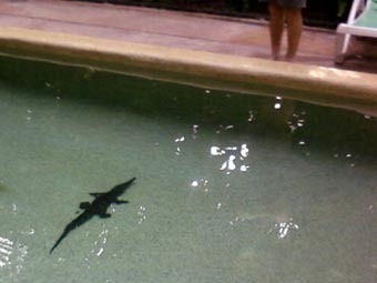 Крокодил сорвал занятие по аквааэробике