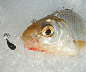 Капризная рыба плотва